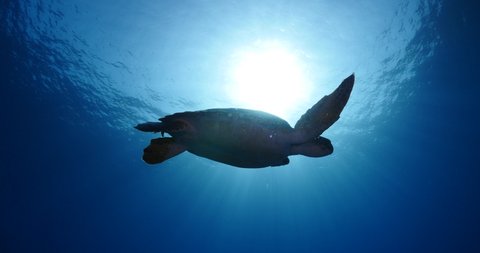sea turtle underwater swim slow motion with sun ocean scenery blue water backgrounds