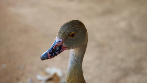 Duck on south australian farm