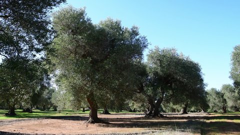 	
4k Olive trees on a grove in Salento, Puglia Region, South Italy. Traditional plantation of olive trees in summer sunny day, natural light, copy space, beautiful apulian background, selective focus