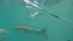 Underwater footage of feeding Grass carp (Ctenopharyngodon idella) with reed from hand. Underwater video in the lake. Diving in fresh water. Beautifull group of grasscarps swimming uderwater. Grasskar