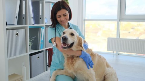 Vet doing general examination of golden retriever dog health during appointment in veterinary clinic