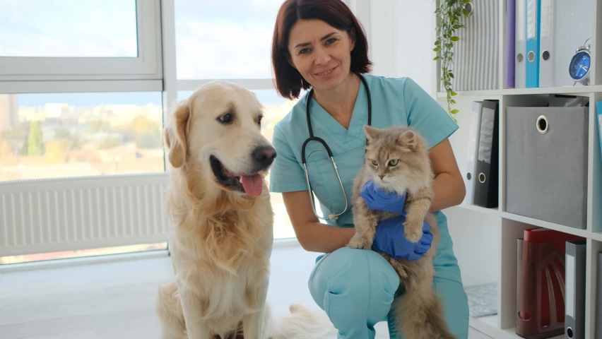 Golden retriever dog licking veterinarian with cat in hands in veterinary clinic Royalty-Free Stock Footage #1064932855