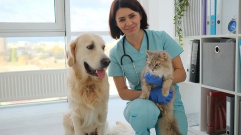 Golden retriever dog licking veterinarian with cat in hands in veterinary clinic