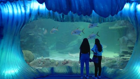 SYDNEY, AUSTRALIA - DEC, 10, 2020: two girls watch large fish swimming in a tank at sealife aquarium in sydney, australia