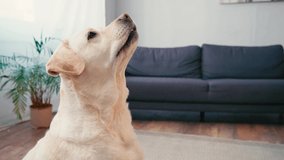 Side of white labrador barking near plant and couch at home