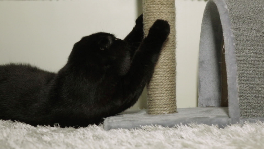 A black cat sharpens its claws on a scratching post.Slow motion. Royalty-Free Stock Footage #1064939722