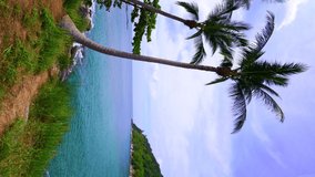 Vertical footage of coconut palm trees near the beach and turquoise water sea,Scenery view Phuket travel destination at Tropical island vacation idyllic background,Video vertical summer travel season