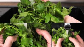 composite of several close-up slow motion video shots of woman washing a bunch of flat-leaf parsley