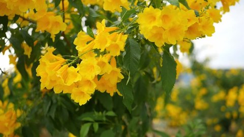 Yellow flower With a beautiful bunch of inflorescences It is called Thong Urai.