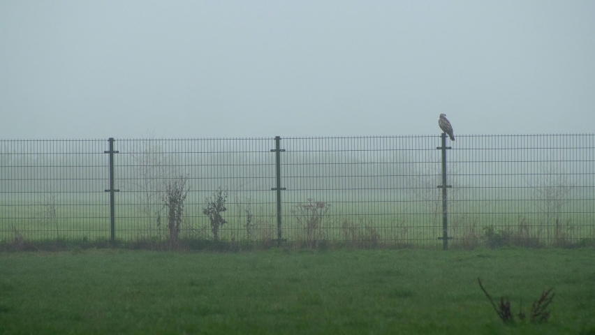 Medium shot white hawk on the fence in winter morning. Slow motion 4K | Shutterstock HD Video #1064943505