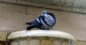 Pigeon Cleaning Its Feathers On The Fountain In Old Nice On The French Riviera, France, Europe. Close Up View - DCi 4K Video