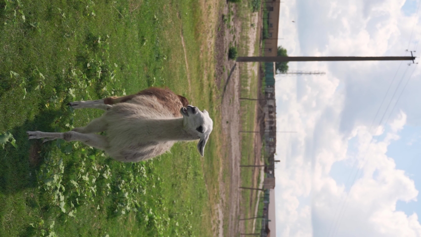 White llama in wild zoo, close to nature lifestyle