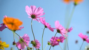 Cosmos flowers of grassland in the morning, nature flower concept