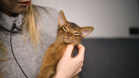 Young woman with attached lav mic tickling and petting Abyssinian cat or kitten