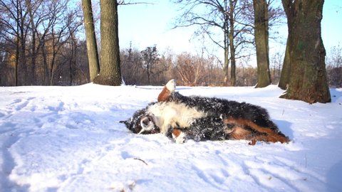 bernese mountain dog lying in a snow on a sunny day in park walk