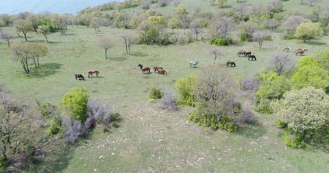 4K aerial view of herd of Wild Horses, grazing on a green field.