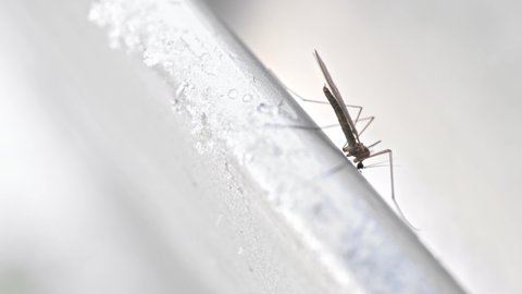 Sleepy mosquito sitting and slowly moving on cold car handle in winter