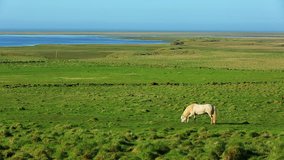 Beautiful White Horse in a Green Field. Blue Sky and Ocean Views. Nature Adventure Lifestyle Concept.