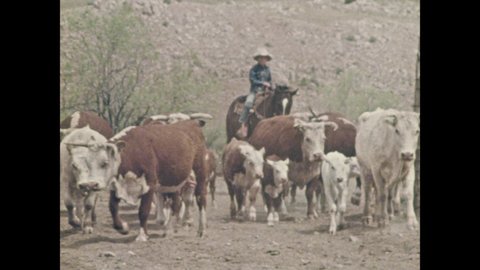 1970s: Cowboy drives herd of cattle in desert landscape. Cowboy closes gate. Cowboy on horse with rope. Calf is roped, dragged and wrestled.