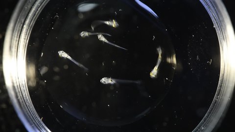 Just hatched larvae of marine fish inhabiting Mediterranean Sea, close up photo