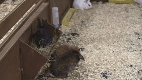 small decorative rabbits are sitting in the aviary. social video about helping animal. pets, petting zoo, nature, ecology, environmental protection, red list, humanity concept