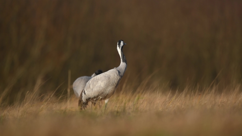 Common crane bird ( Grus grus )