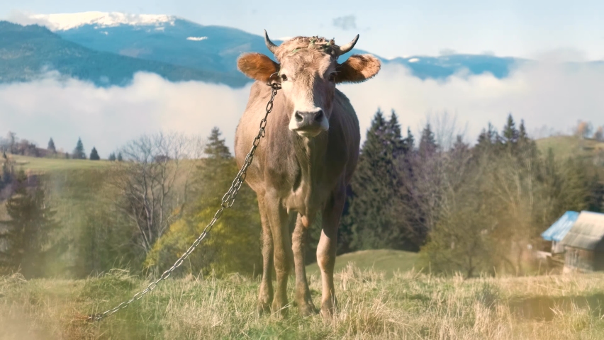 Farm cow grazing on alpine pasture meadow in summer mountains.