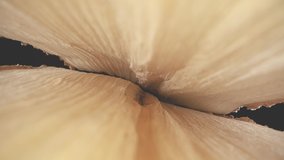 Details of the structure of the wood. Relief and texture of wood. - Powered by Shutterstock - Get 15% off with code: PIKWIZARD15