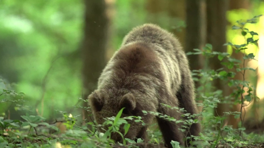 Brown bears cub search for food in the forest. European nature during spring time. Bears move in nature.  | Shutterstock HD Video #1064985967