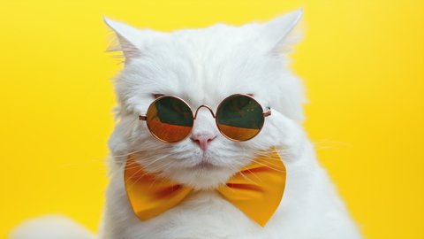 Portrait of white furry cat in fashion sunglasses and bowtie. Luxurious domestic kitty in glasses poses on yellow wall background. Studio footage.