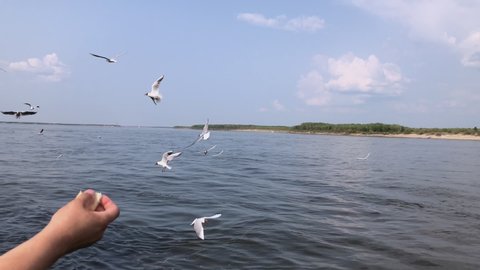 gulls, flock of gulls, birds in river, summer, gull, river, yakutia