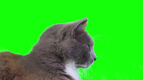 Head Of The Kitten Maine Video De Stock 100 Libre De Droit 2053 Shutterstock Head Of The Kitten Maine Video De Stock 100 Libre De Droit 2053 Shutterstock