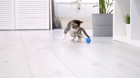  Striped kitten playing blue ball in modern scandinavian interior home. Cat doing funny pose jumping rolling over having fun falling to the floor running and catching ball with paws . Slow motion.