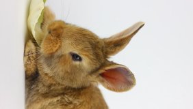 A small fluffy handmade homemade brown rabbit sits on a white background and has cabbage leaves, close-up. Easter bunny for the religious holiday of spring. Vertical video
