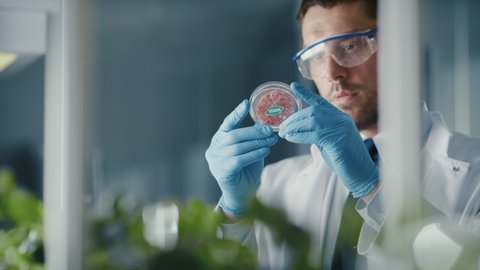 Handsome Male Microbiologist Looking at a Lab-Grown Cultured Vegan Meat Sample. Medical Scientist Working on Plant-Based Beef Substitute for Vegetarians in a Modern Food Science Laboratory.