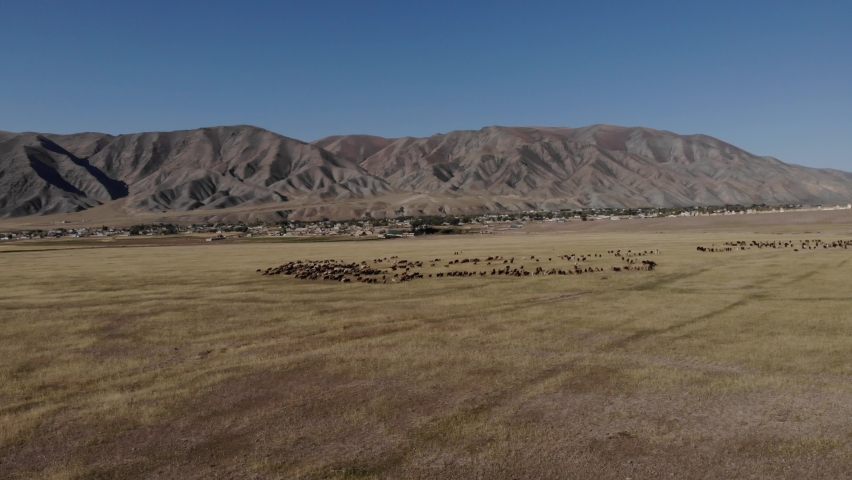 
sheep in the countryside Kyrgyzstan
the mountains | Shutterstock HD Video #1065006085