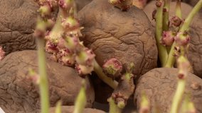 Closeup view video of texture of old brown raw potatoes sprouting with fresh new growth. 
