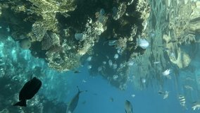 VERTICAL VIDEO: Face mask snagged on coral reef, tropical fish swim nearby. Camera moving forwards.