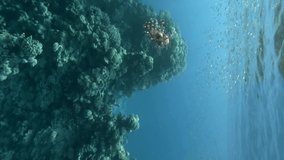 VERTICAL VIDEO: Lionfish swimming under surface of blue water near coral reef. Underwater life on the coral reef. Red Lionfish (Pterois volitans) 
