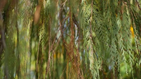 Cypress coniferous tree in garden, California USA. Natural botanical close up background. Atmosphere of spring morning forest, springtime woodland. Decorative delicate greenery, soft focus blur bokeh.