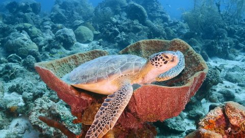 Green Sea Turtle, Chelonia mydas rest in sponge in turquoise water of coral reef, Caribbean Sea, Curacao
