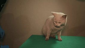 A white cat refuses food after being poisoned. The veterinarian feeds patient cat to keep it strength. a pet in vet clinic. doctor, veterinary medicine. Helping animals, animal, pets. education video