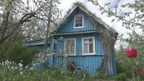 View of the old blue village house through the garden with flowering apple trees and tulips. View of old abandoned wooden house with flowers in a garden.