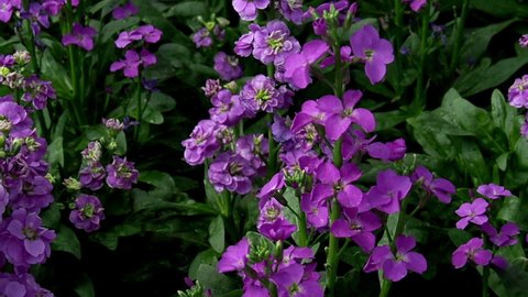 Violet Matthiola incana flower, in common; Matthiola, Brompton Stock, Garden Stock, Gillyflower, Hoary Stock, Ten-Week Stock. Pan left.