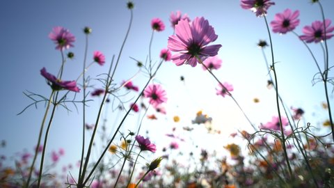 Beautiful Spring Summer Background Wild Meadow Stock Photo (Edit Now ...