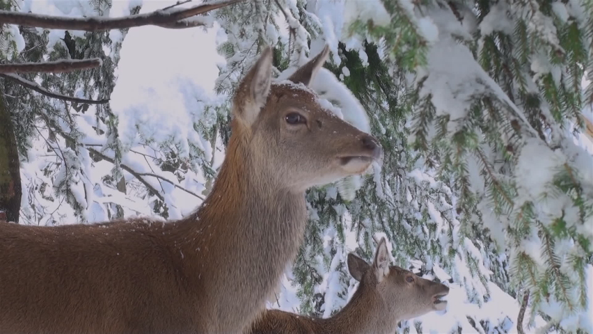 The behavior of deers looking for food in the snowy forests during the winter