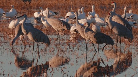 This is a video of some sand hill cranes walking in a flooded field. Shot on a GH5