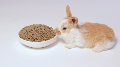 Pellets Rabbit Stock Video Footage 4k And Hd Video Clips Shutterstock