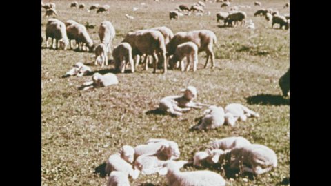 1970s: sheep in field, man hugs, caresses sheep, map of Mediterranean Sea with arrows pointing to Italy and Greece, arrows change to point to Syria, Lebanon and Israel.