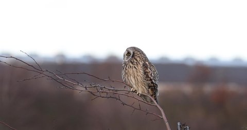A Short eared owl perched on a bush up close.